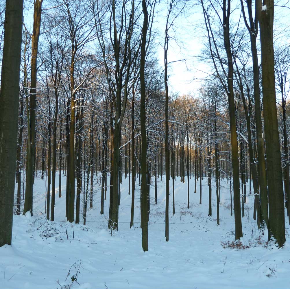 forêt de soignes dans la neige