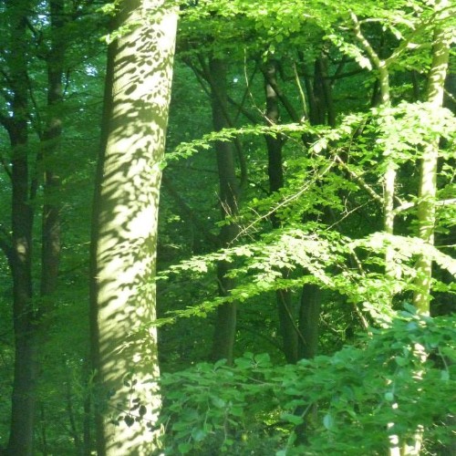 Zoom sur un arbre de la forêt de soignes avec ombre projetée
