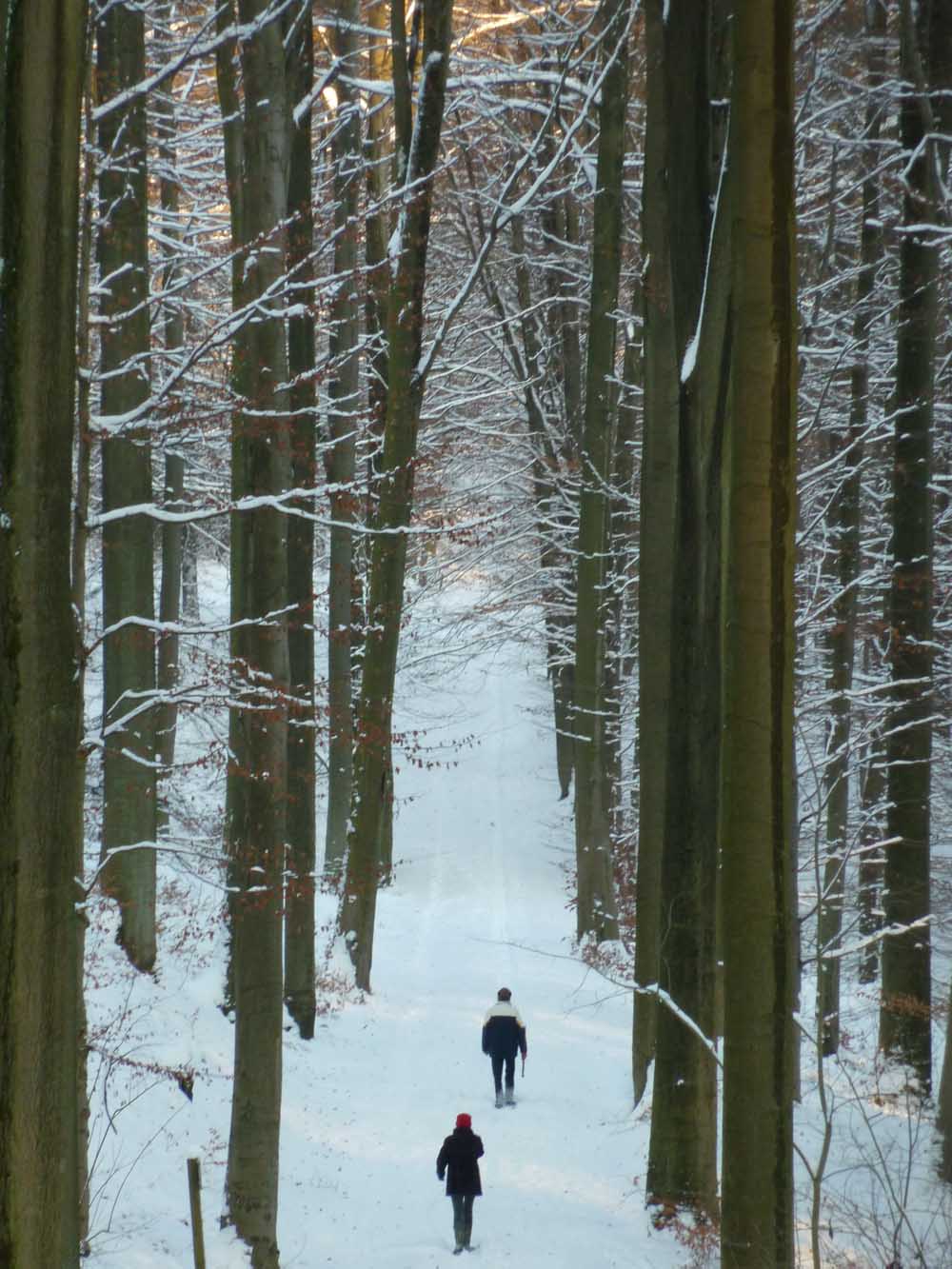 Promenade dans la neige en hiver